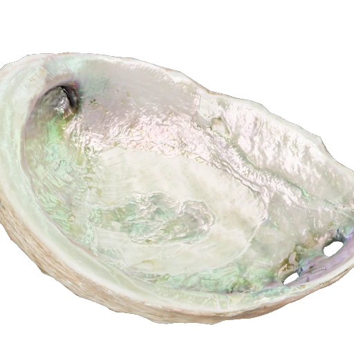 Mother-of-Pearl Abalone