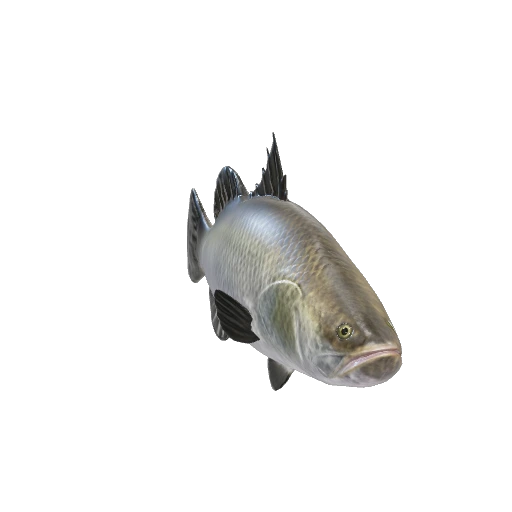 Silver Barramundi Fish