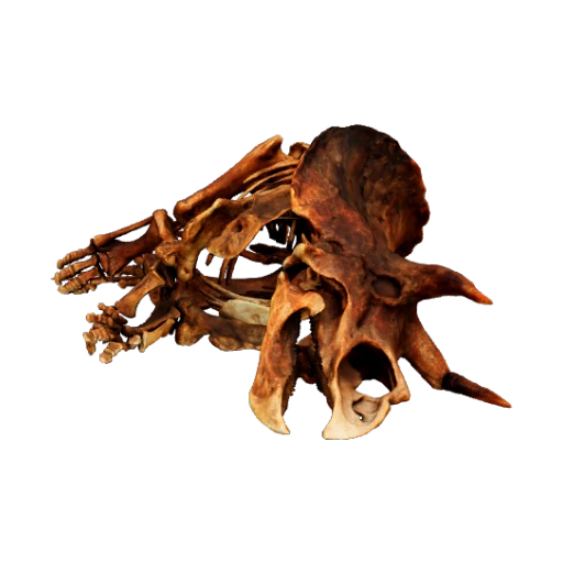 Triceratops Dinosaur Skeleton